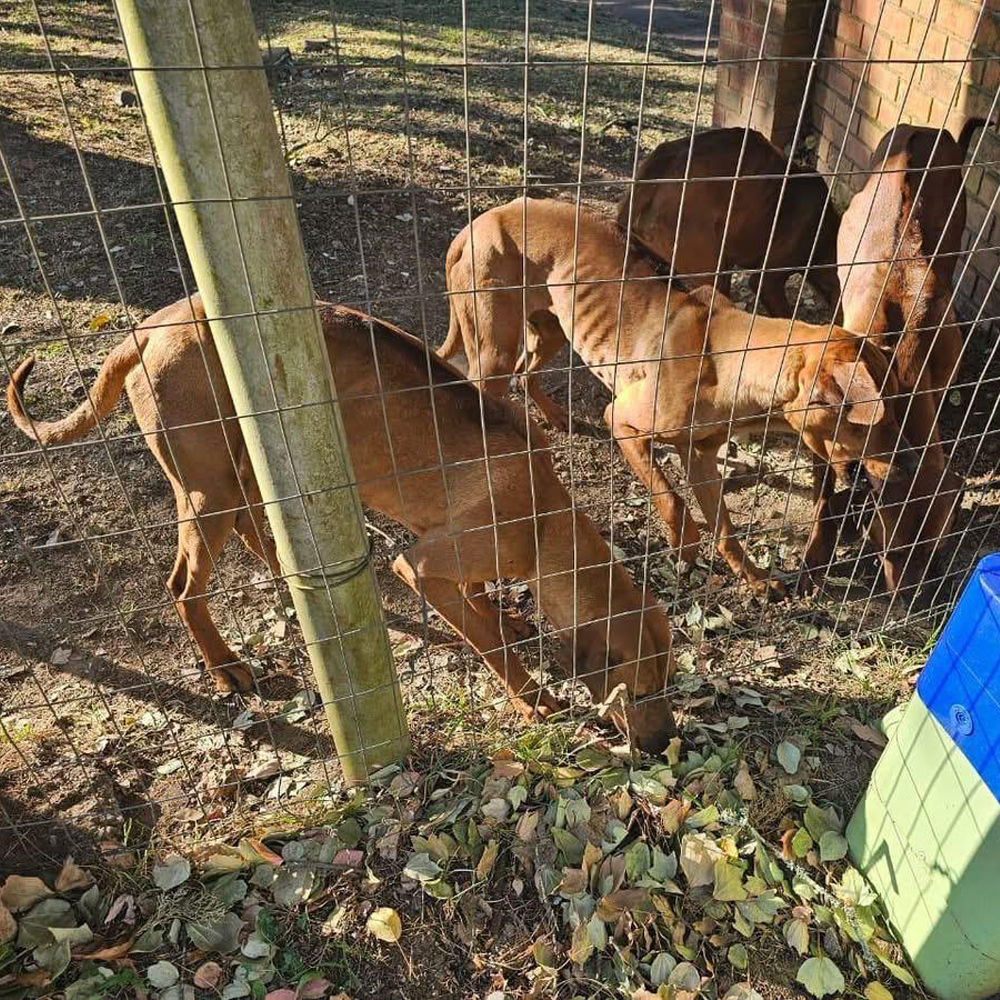 A Journey of Hope: Our Ridgeback Boys