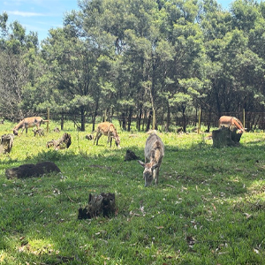Second Donkey Rescue for 2025